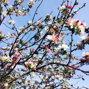 crabapple blossom