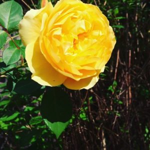 allison tait yellow rose