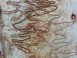 Danger Road inspiration