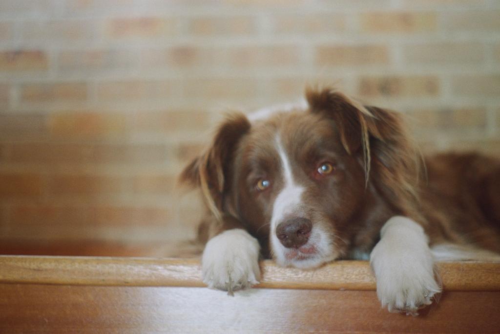 scout stairs farewell procrastipup