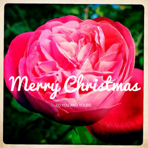 Merry Christmas Rose